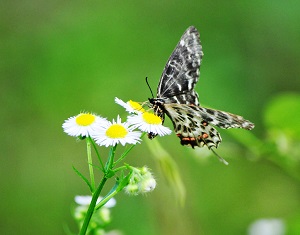 ²¿¸®¸íÁÖ(º£·Ð) (80)300.jpg