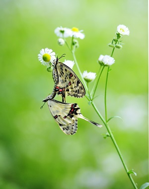 ²¿¸®¸íÁÖ(¼ÛÇÑ) (156)300.jpg