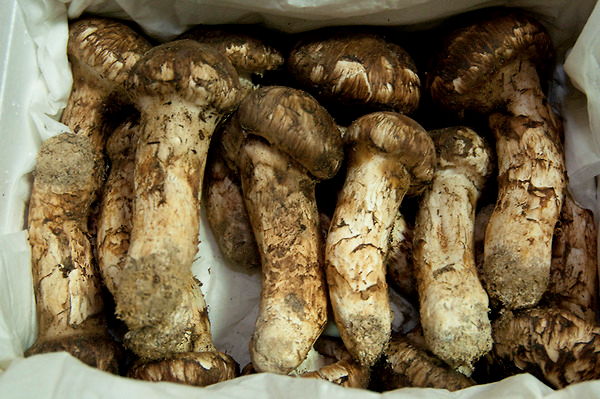 ���� ��������.png